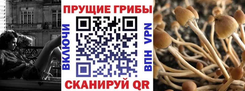 где найти   Новосиль  Галлюциногенные грибы мицелий 